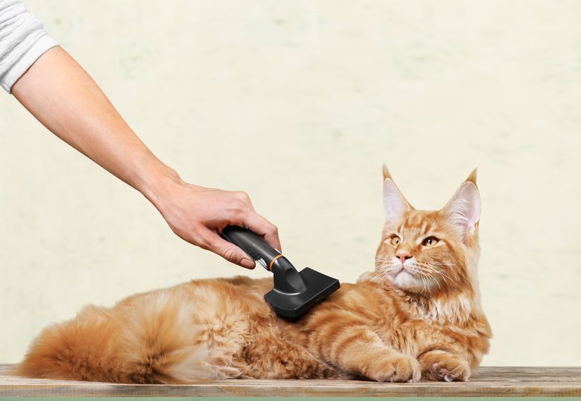 pelage chat