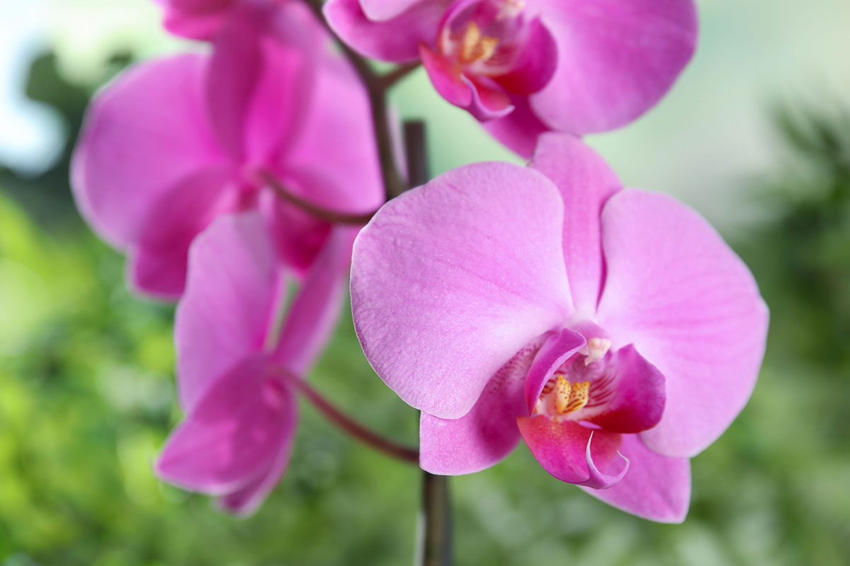 phalaenopsis rose